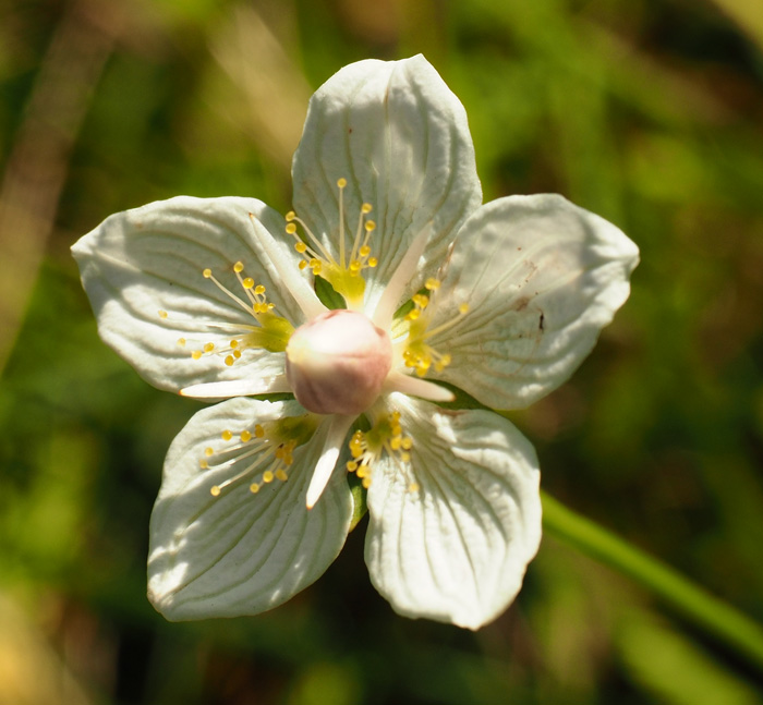 Sumpf-Herzblatt, Parnassia palustris Blüte